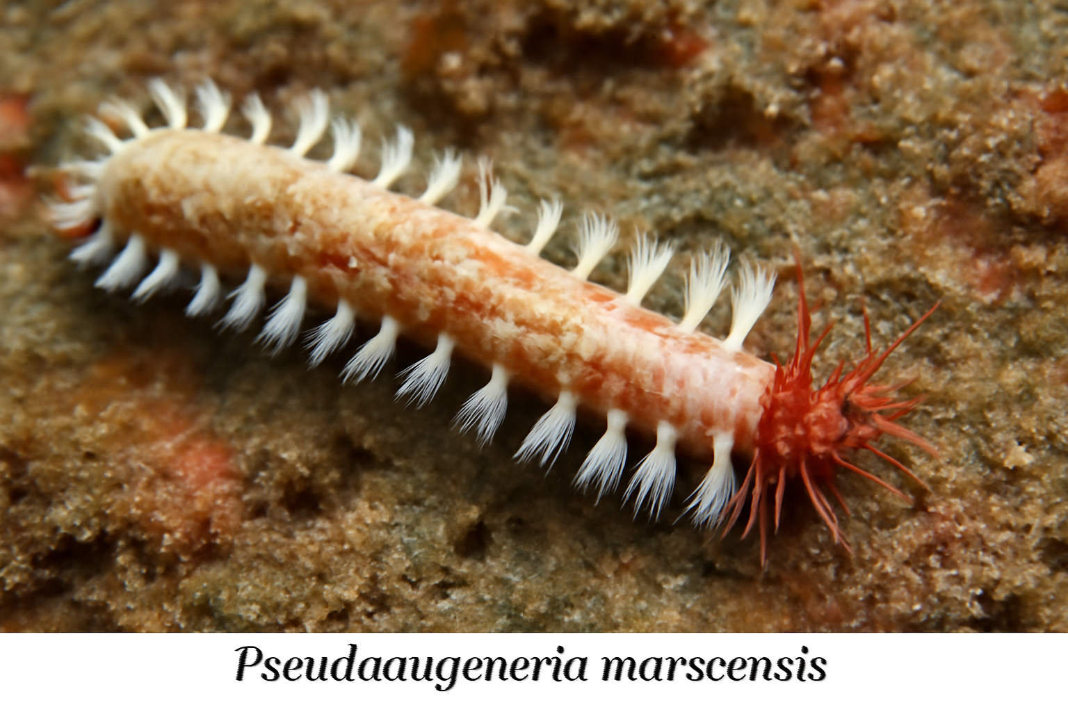 Pseudoaugeneria marocensis