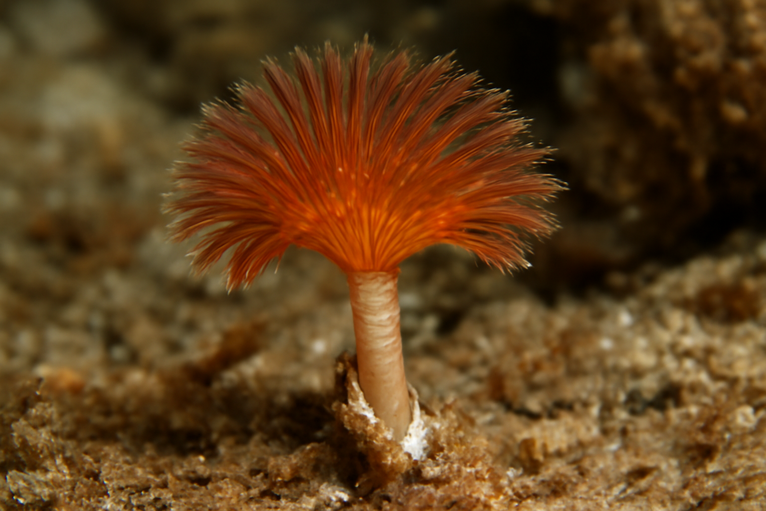 Pseudofabricia mytilina