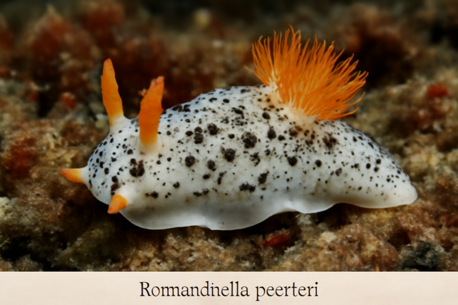 Romanchella perrieri