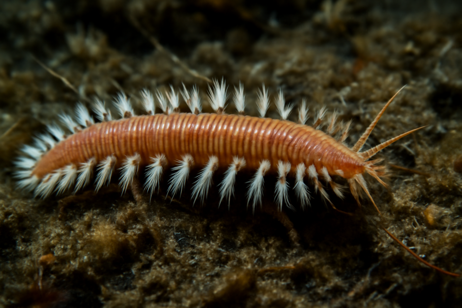 The Norwegian Polychaete