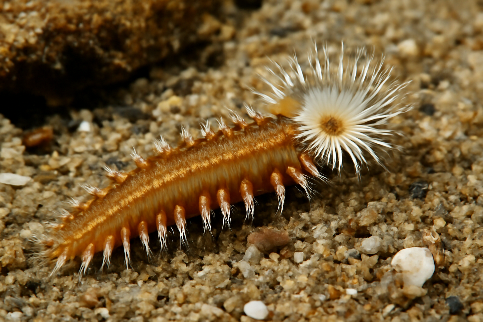 Mediterranean mud worm