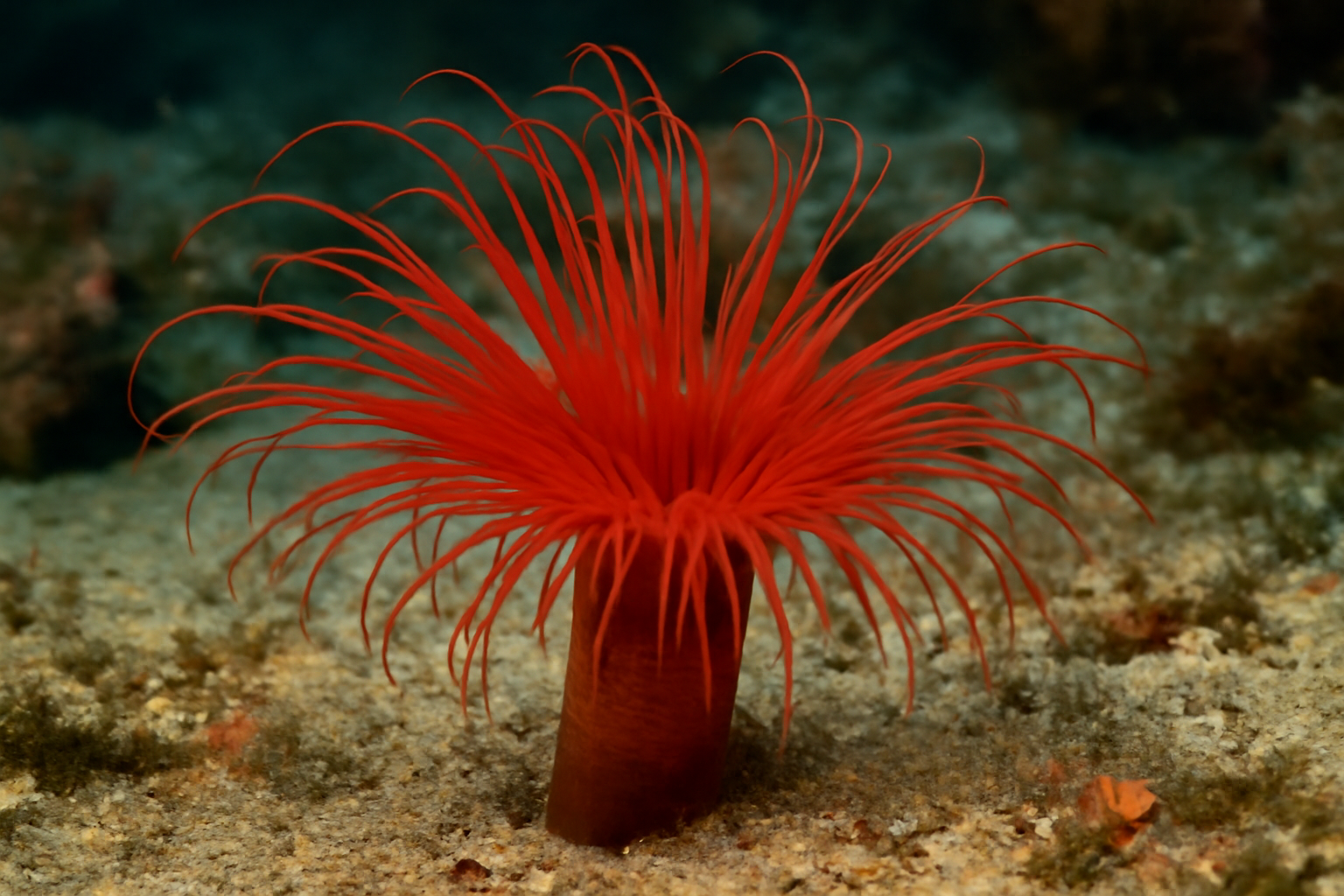 Red Tube Anemone