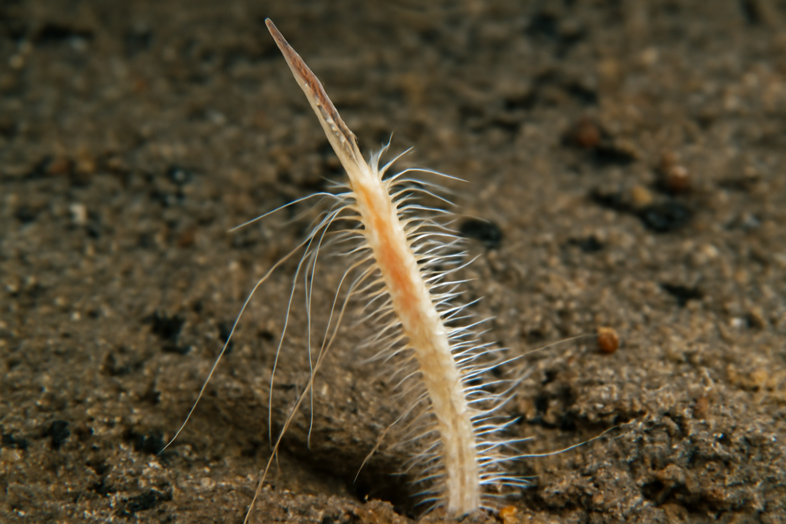 Long-horn Echinospio