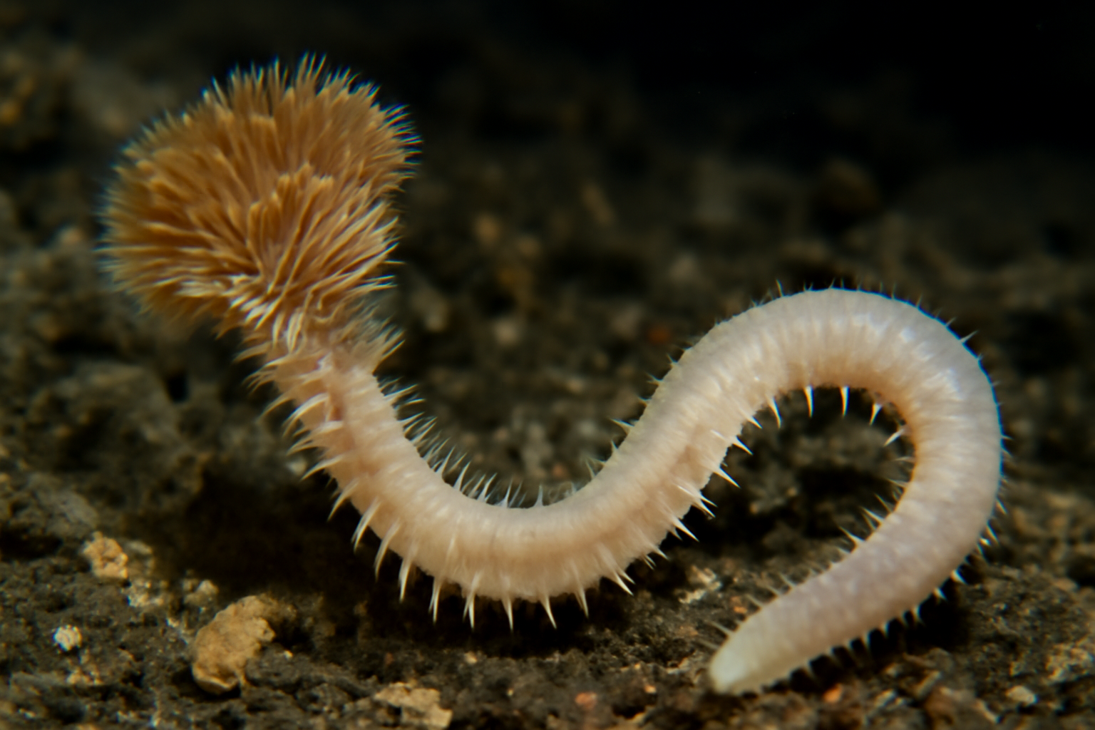 Melinnopsis worm