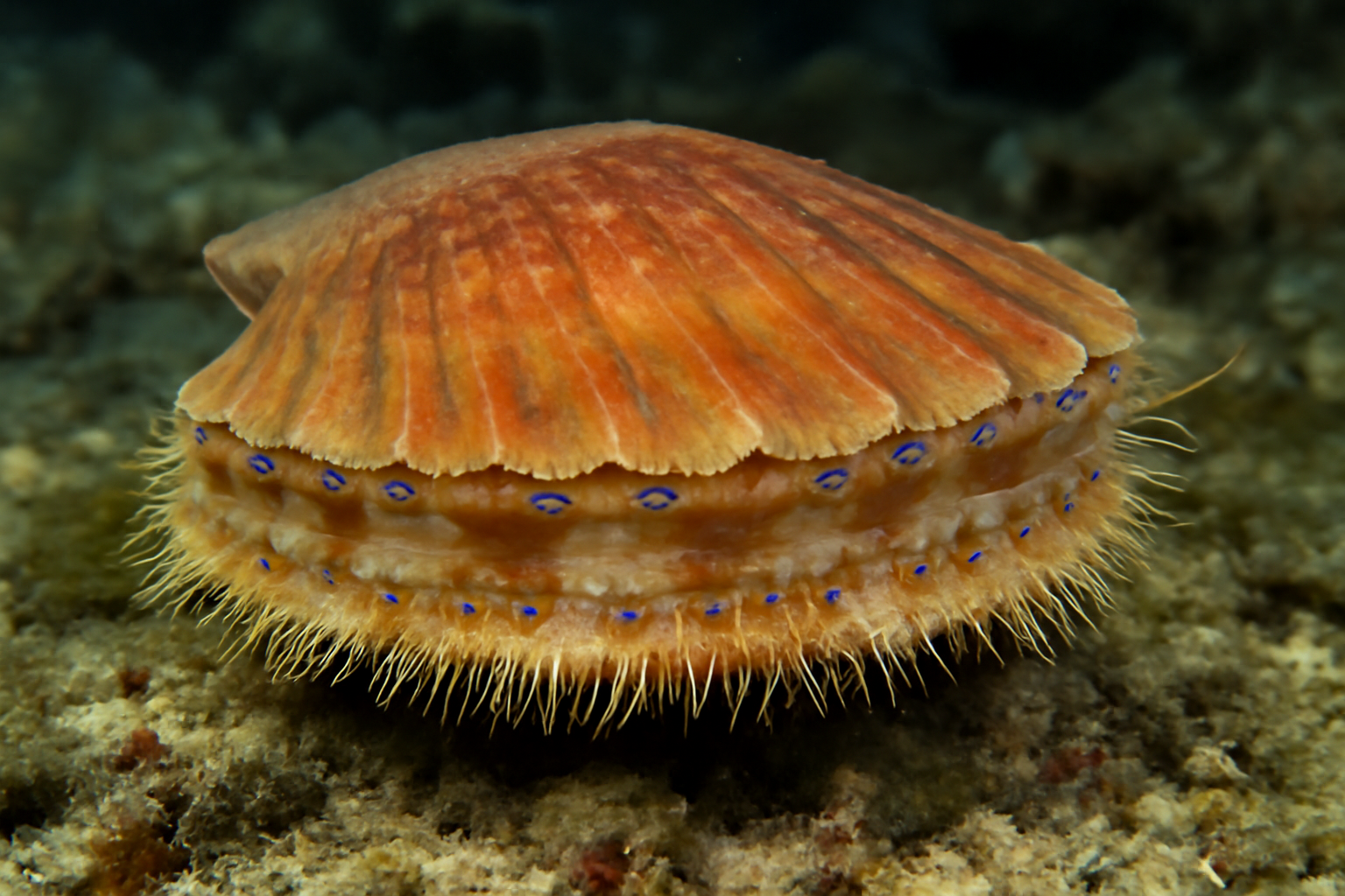 Paramage scallop