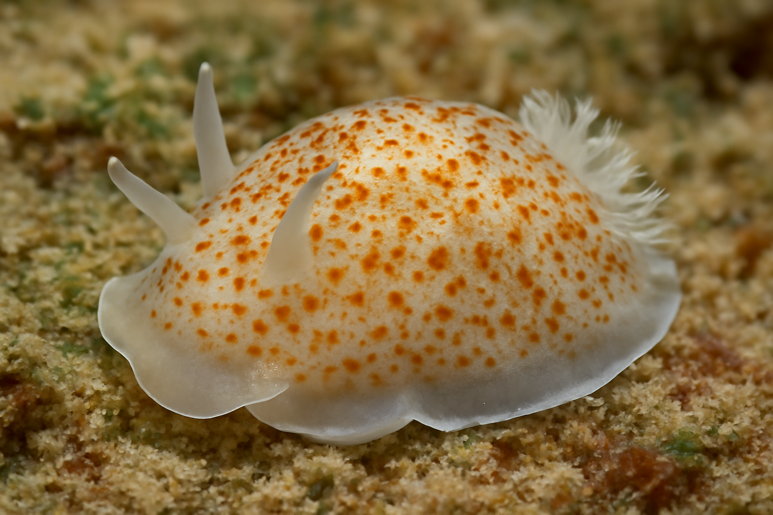 Carazziella's Sea Slug