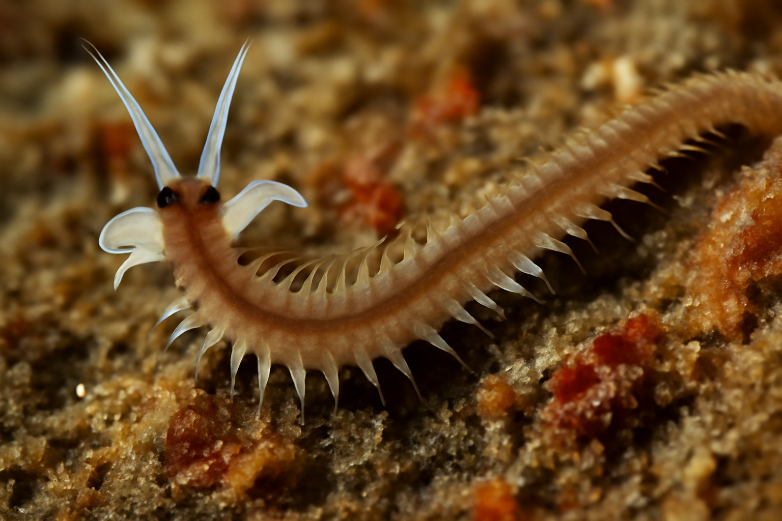 Dipolydora quadrilobata