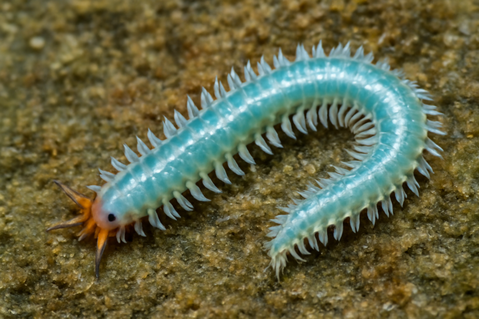 Glaucous Worm