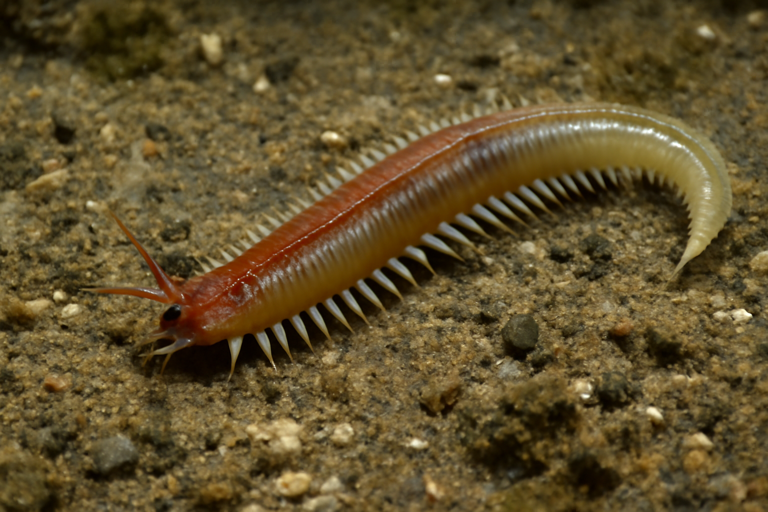 Baltic clam worm