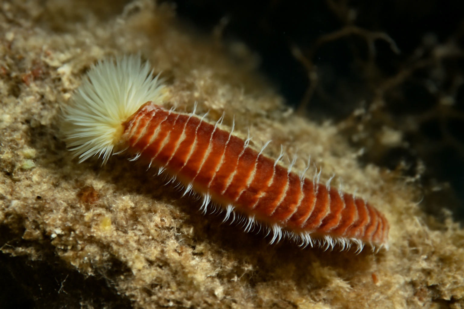 Shell Borer Worm