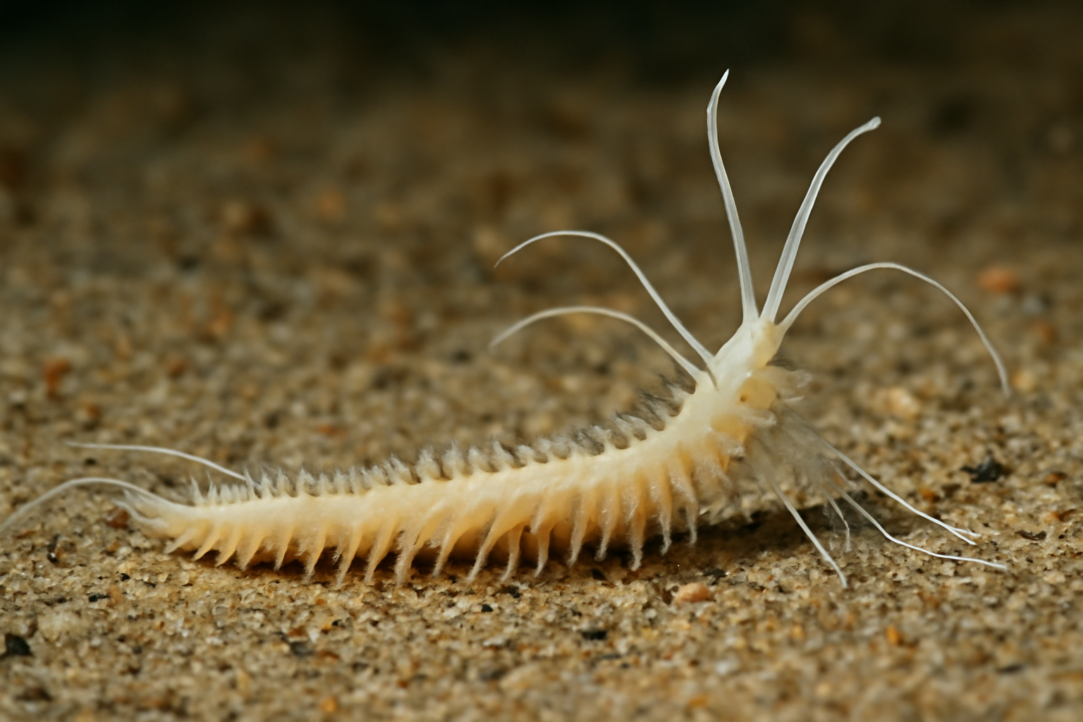Slender Prionospio