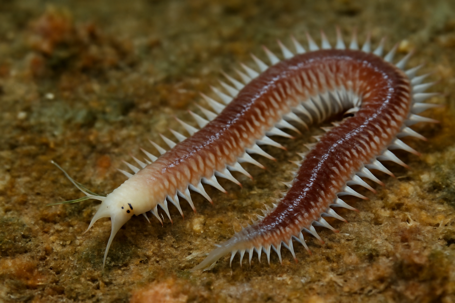 Webster's Paddleworm