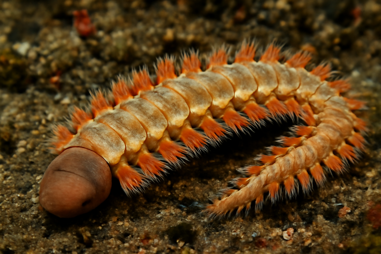 Kamchatka Paddleworm