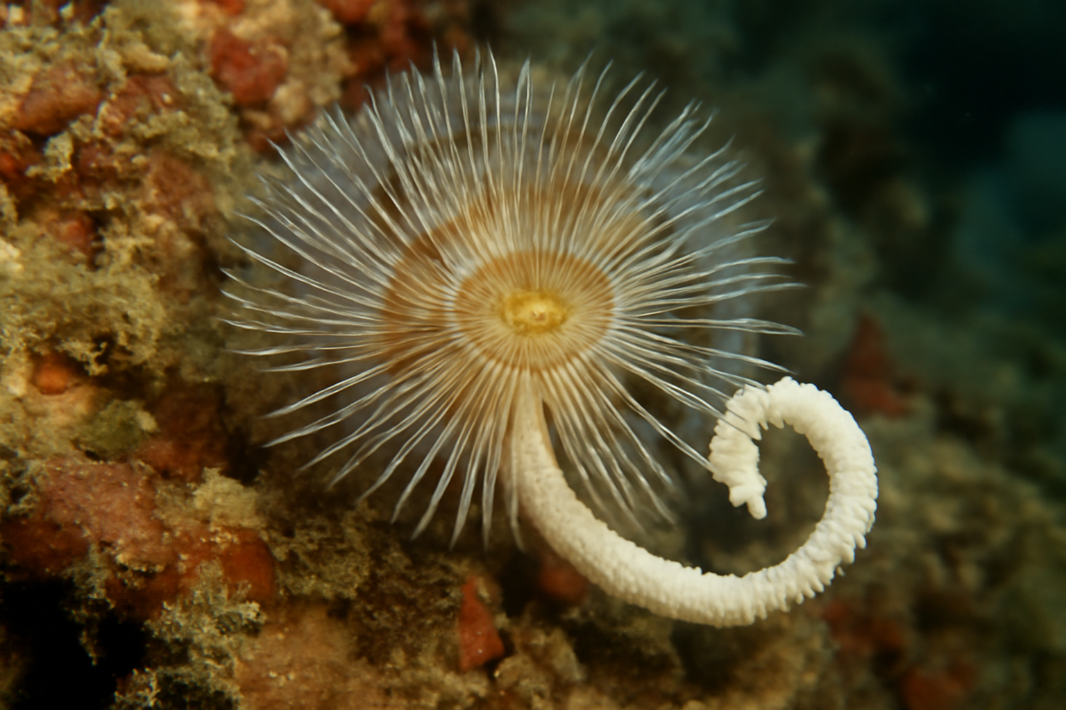 Mediterranean keel worm