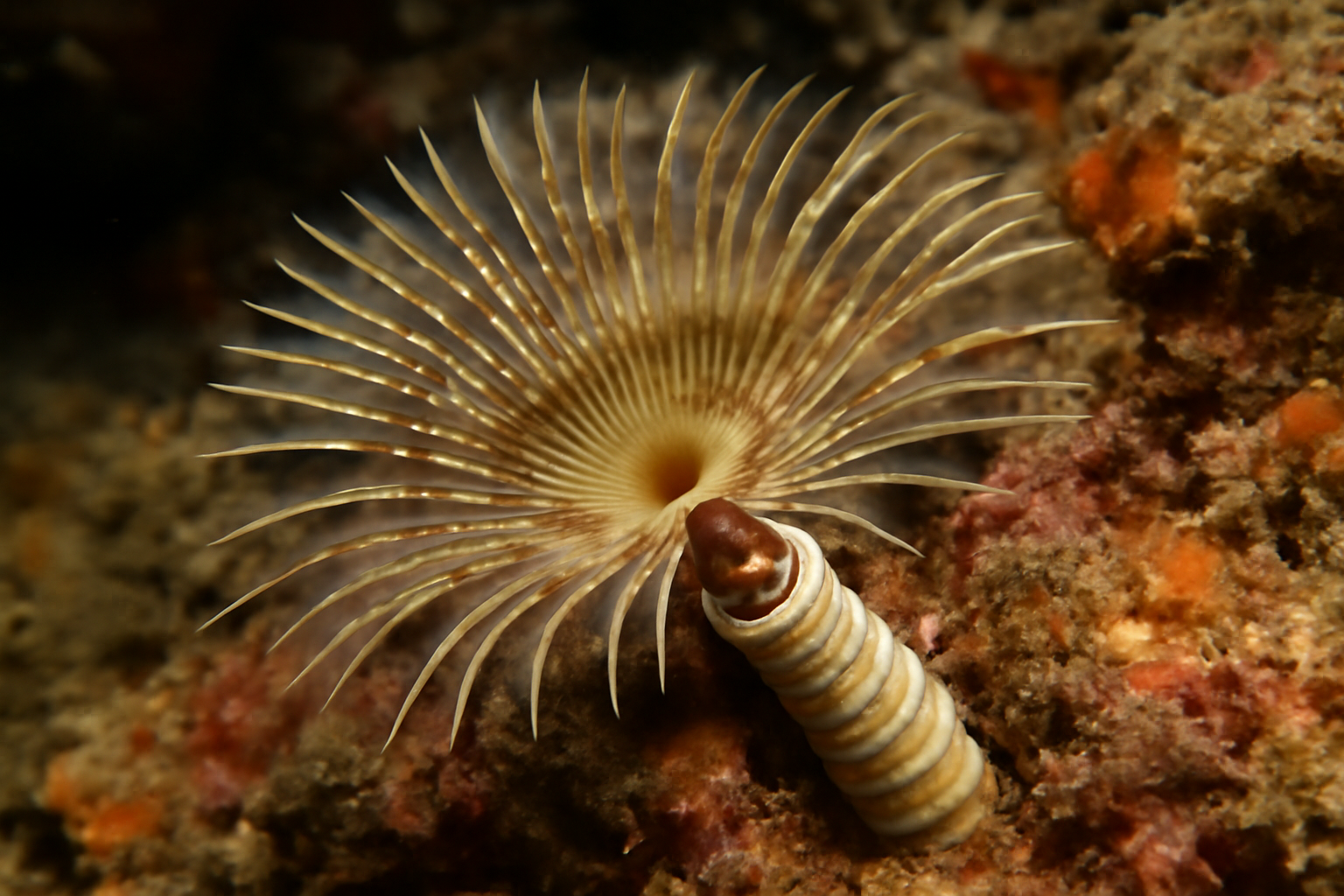 Pacific keel worm