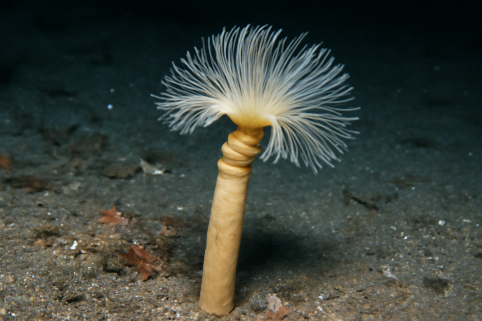 Deep-sea Parchment Tube Worm