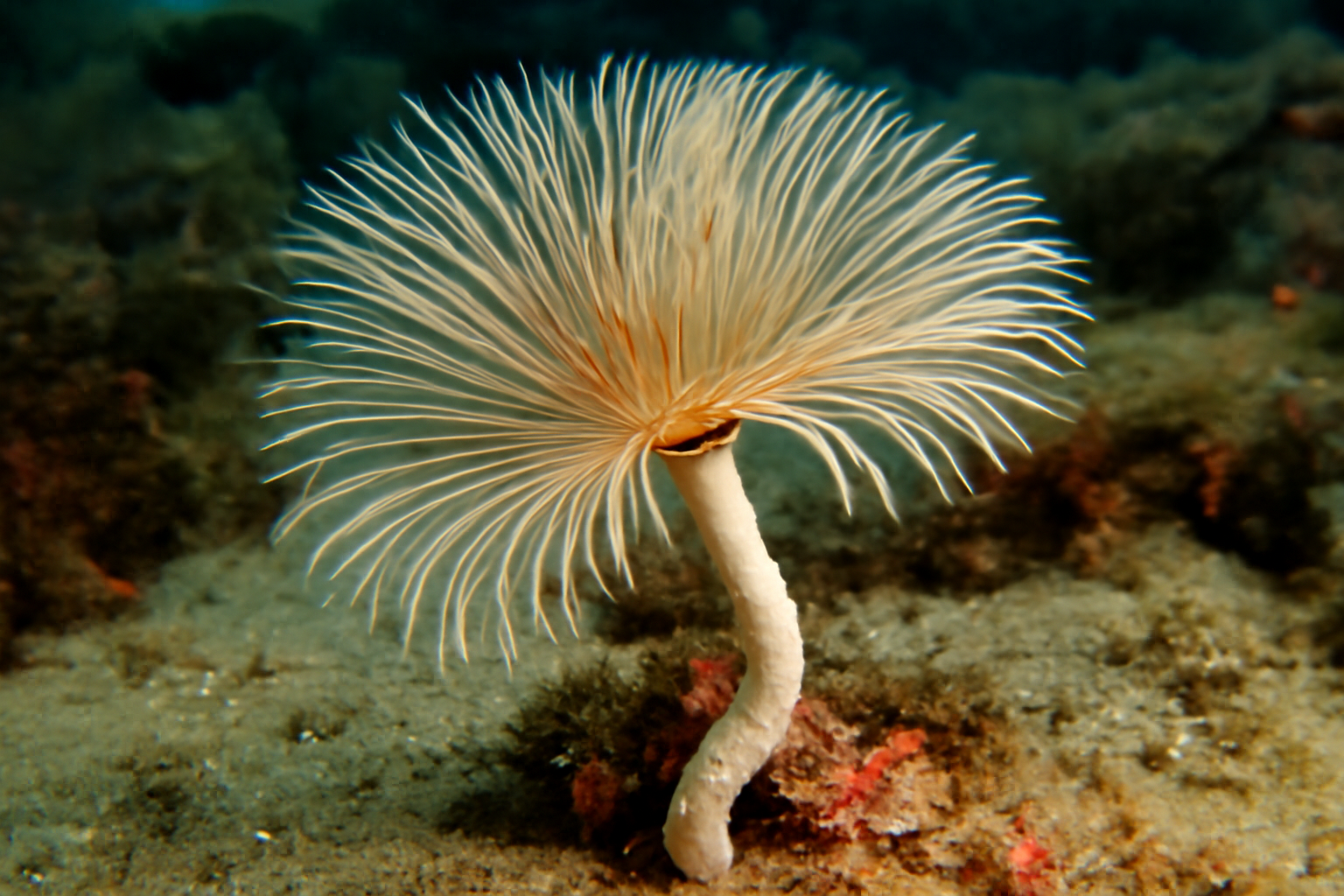 South African parchment tube worm
