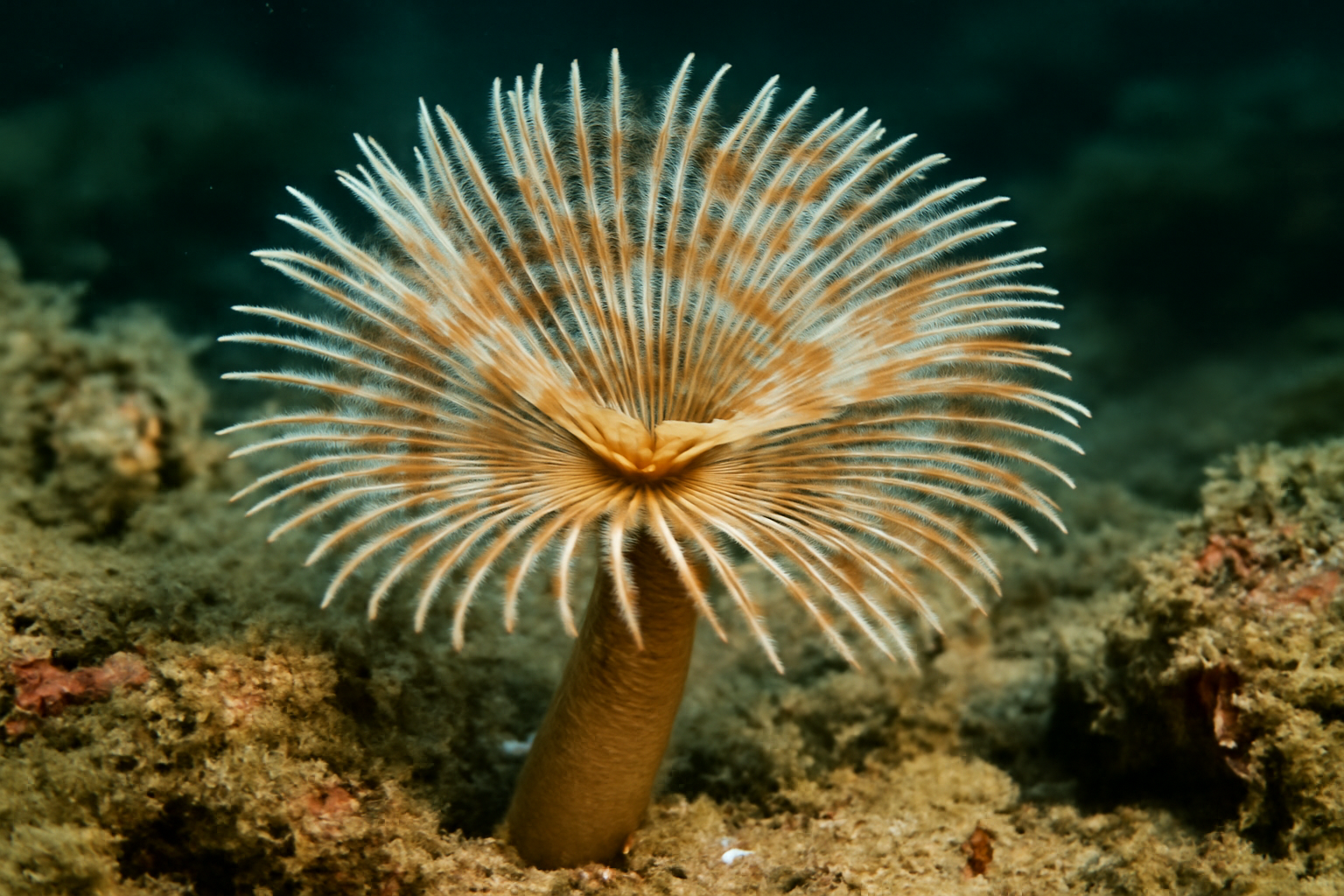 Atlantic Tube Worm