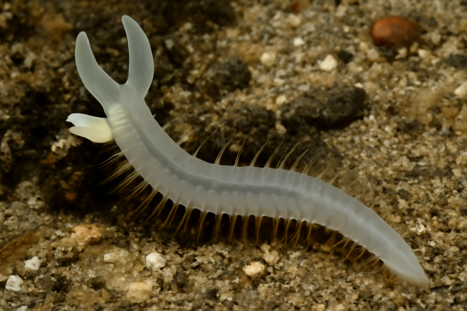 Gulf Spiochaetopterus