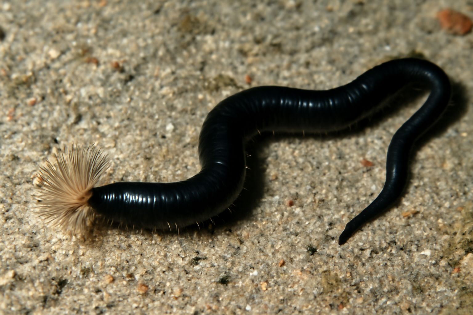 Bathymagelon Black Worm