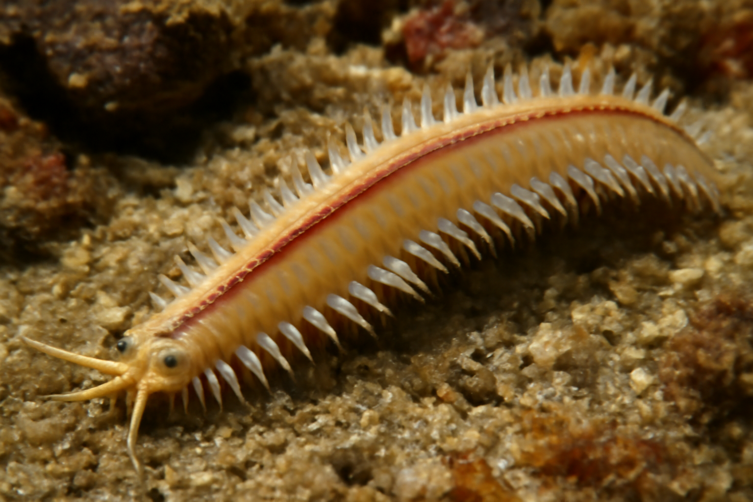 Johnston's Ragworm