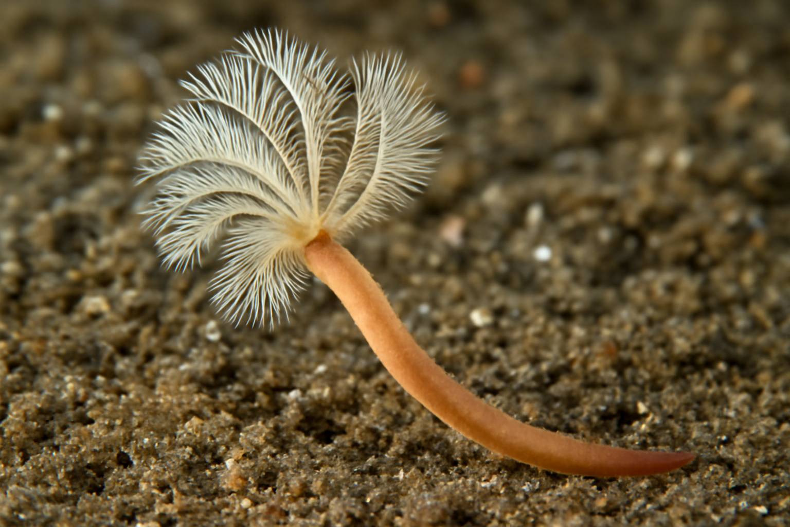 Megamagelona mirabilis