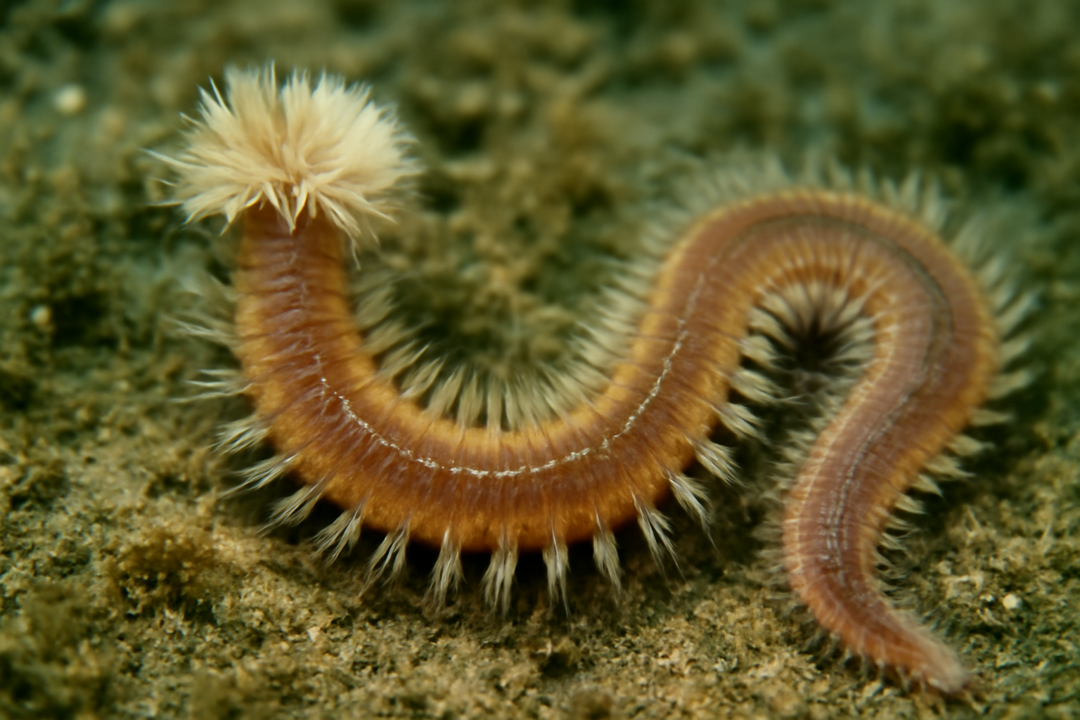 Multicellular worm
