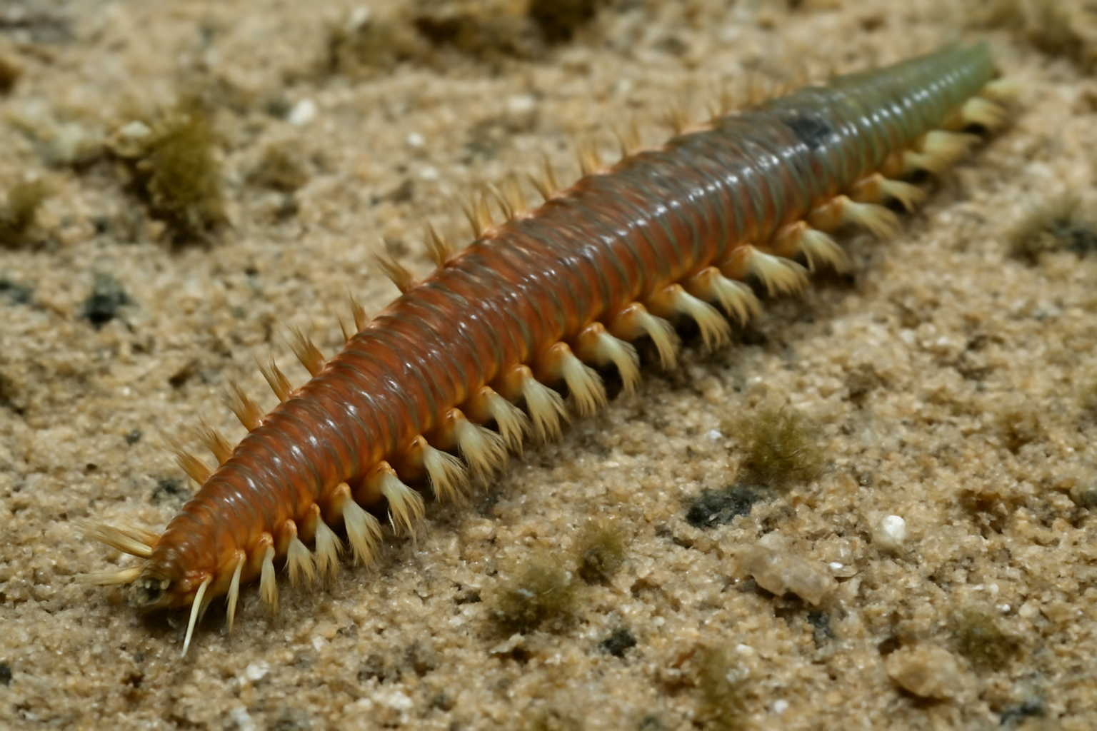 Segmented marine worm
