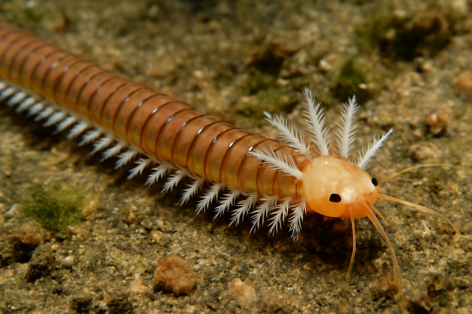 Atlantic gilled worm