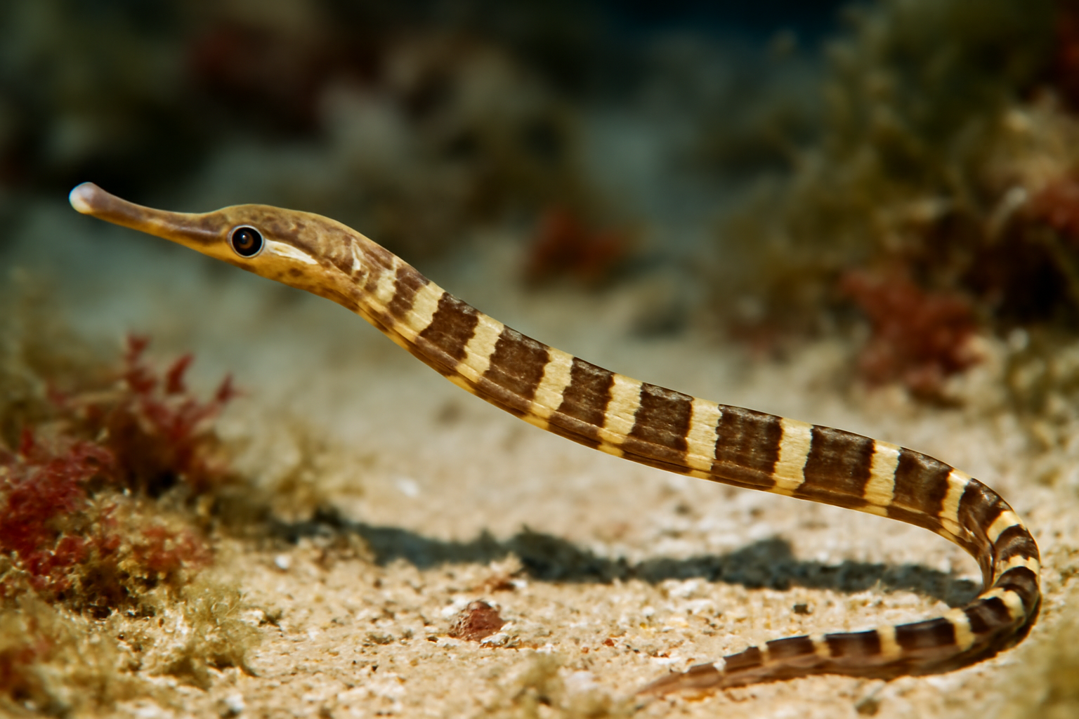 Worm Pipefish