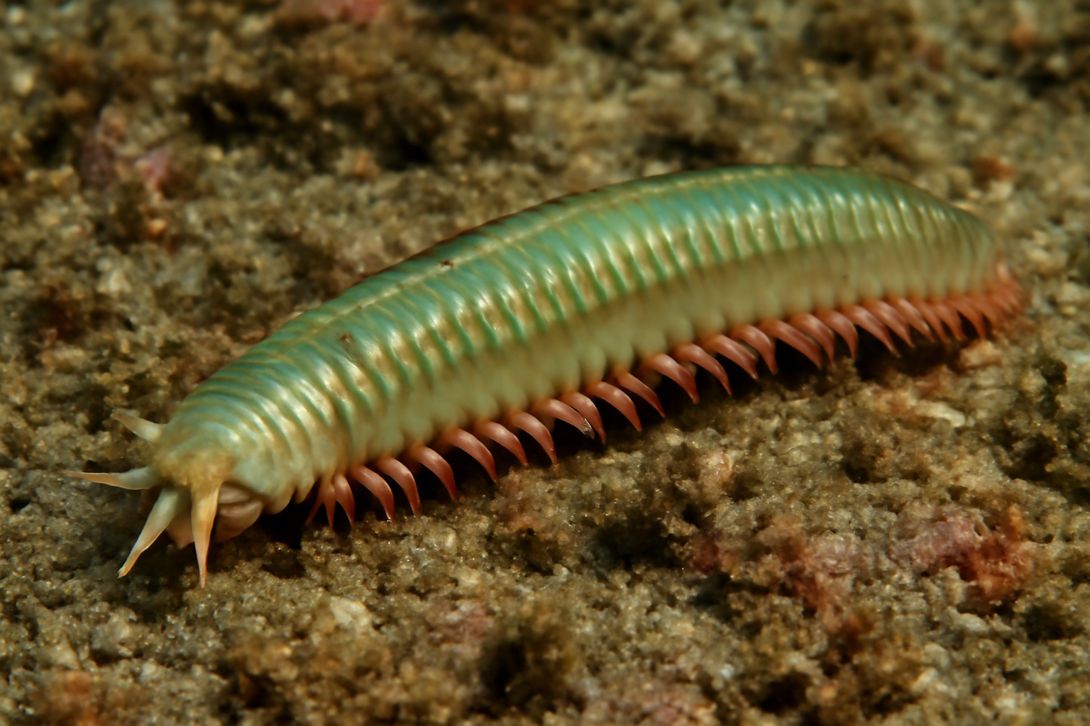 Robust worm