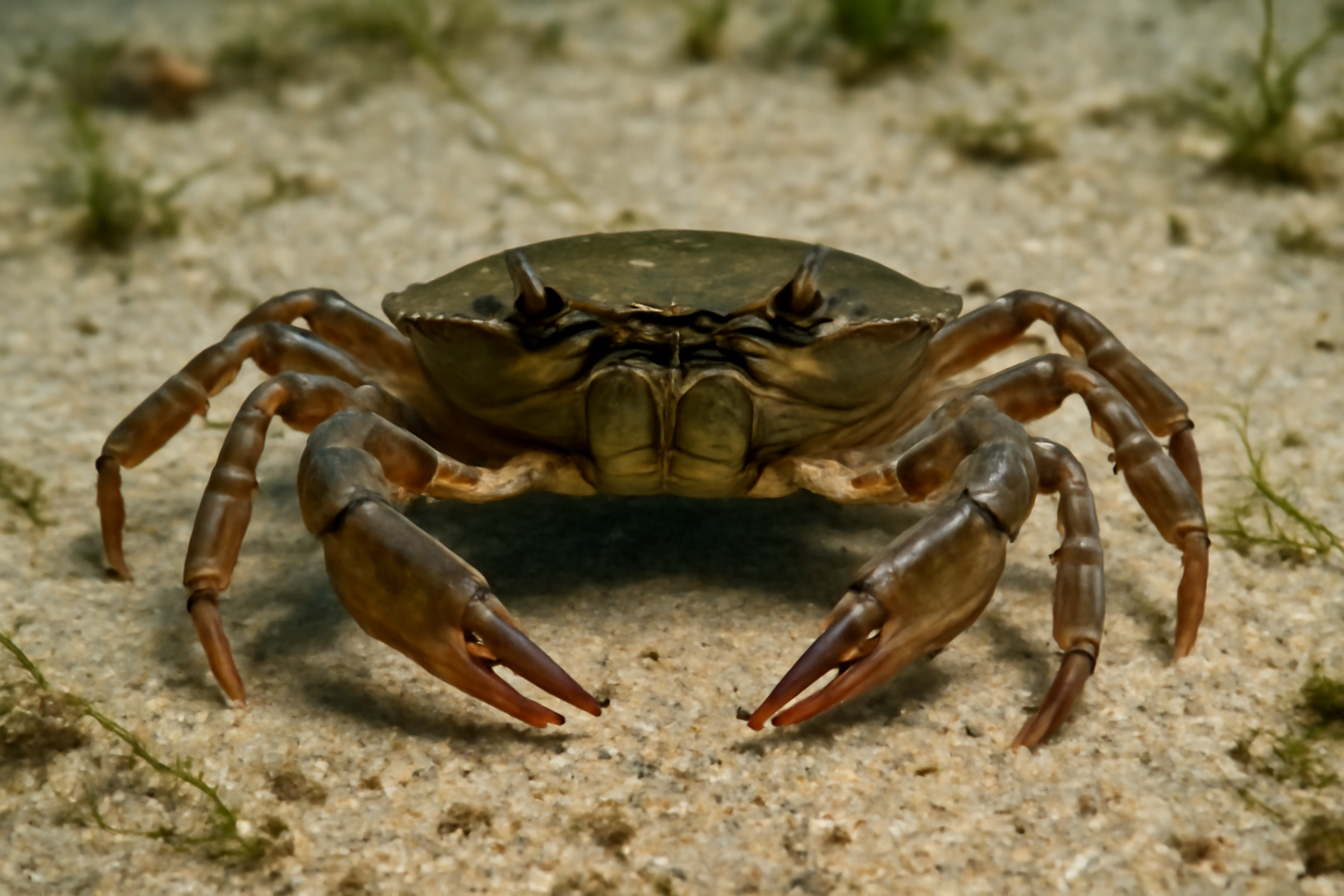 Slender mud crab