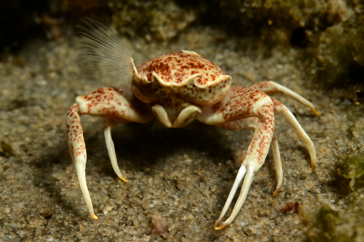 Long Clawed Porcelain Crab