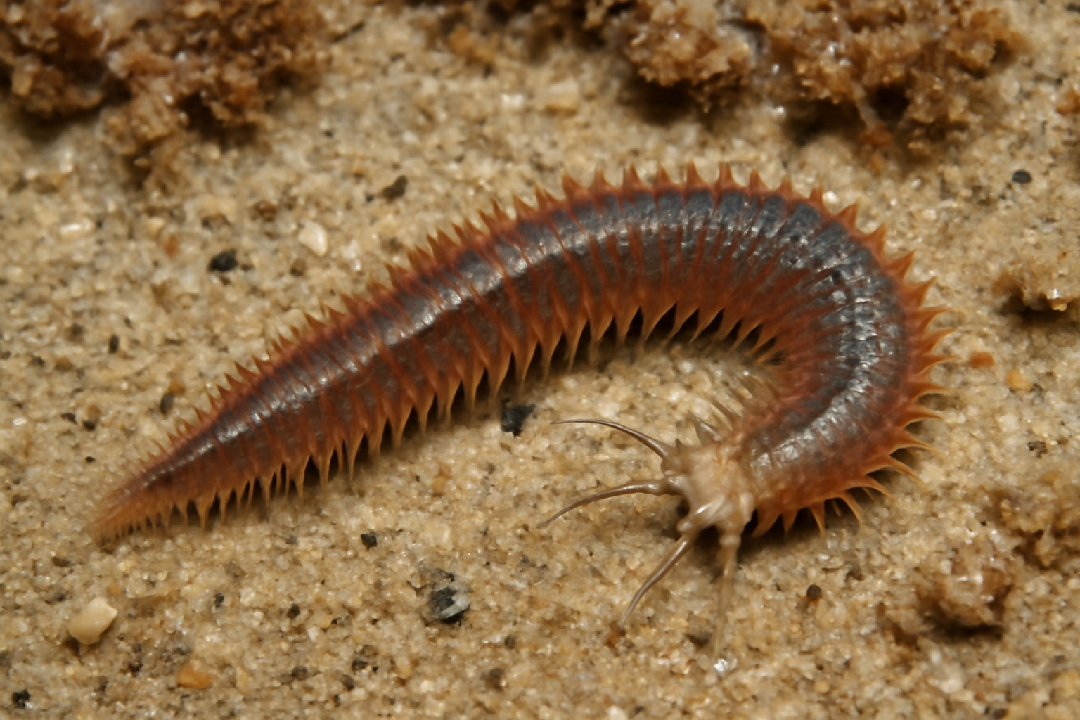 Atlantic Mudworm