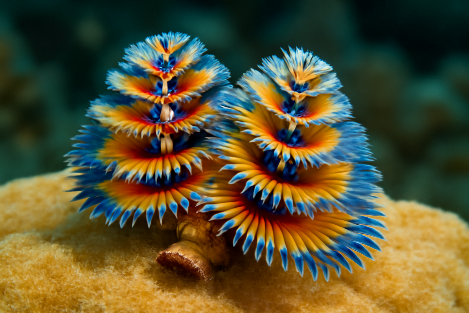 Multicolored Christmas Tree Worm