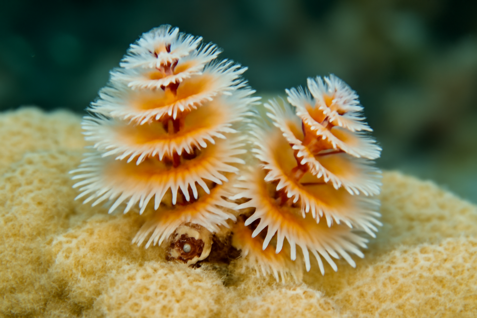 Coral-dwelling Christmas Tree Worm