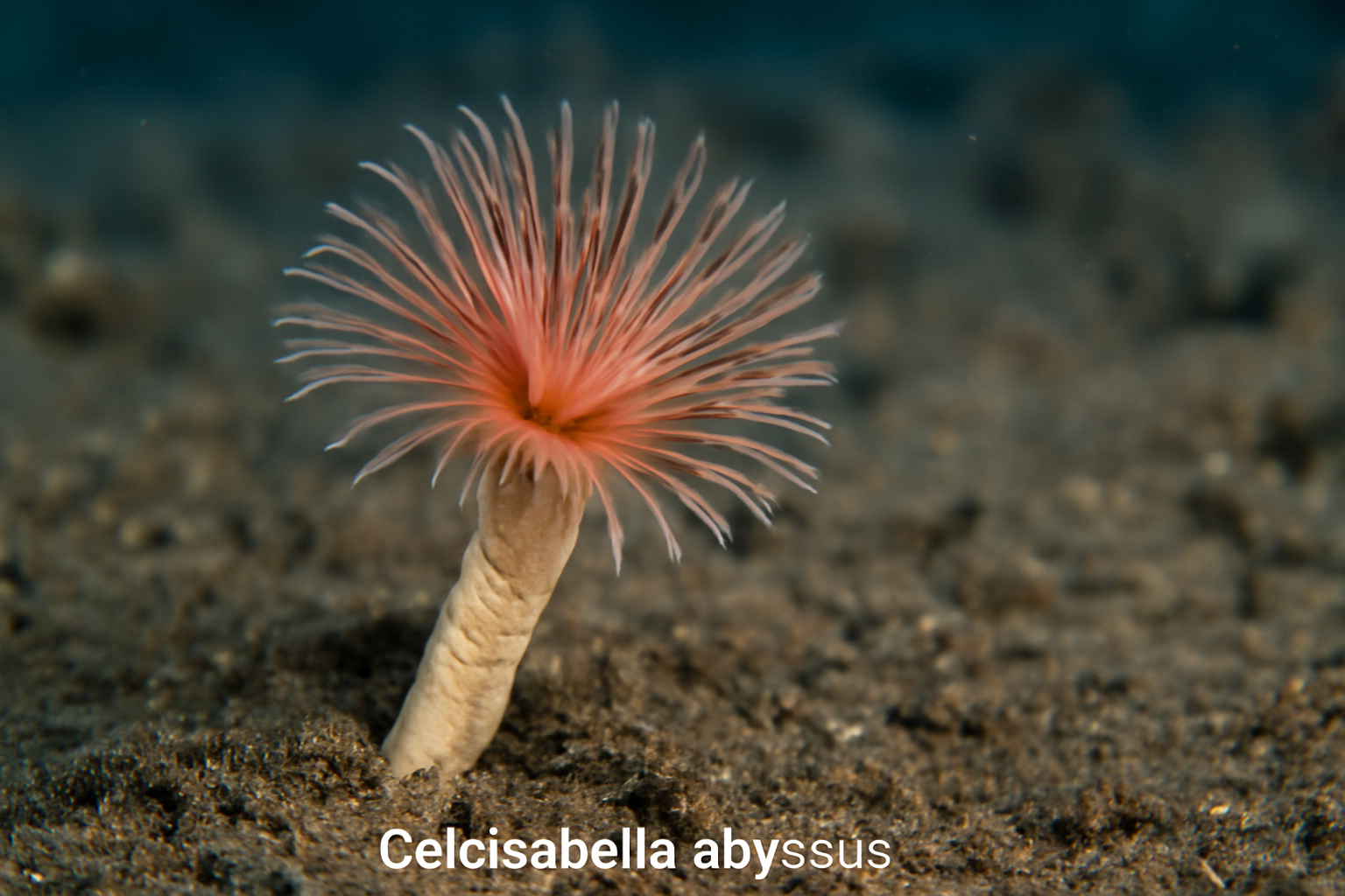 Calcisabella Abyssus
