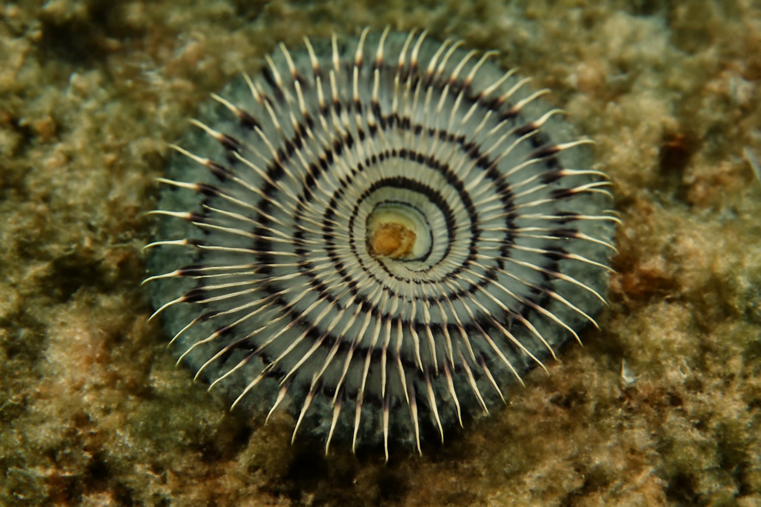 Black-striped spiral worm
