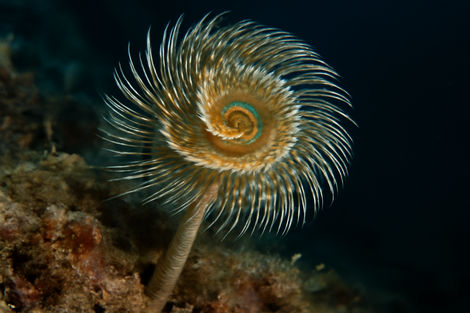 European spiral worm