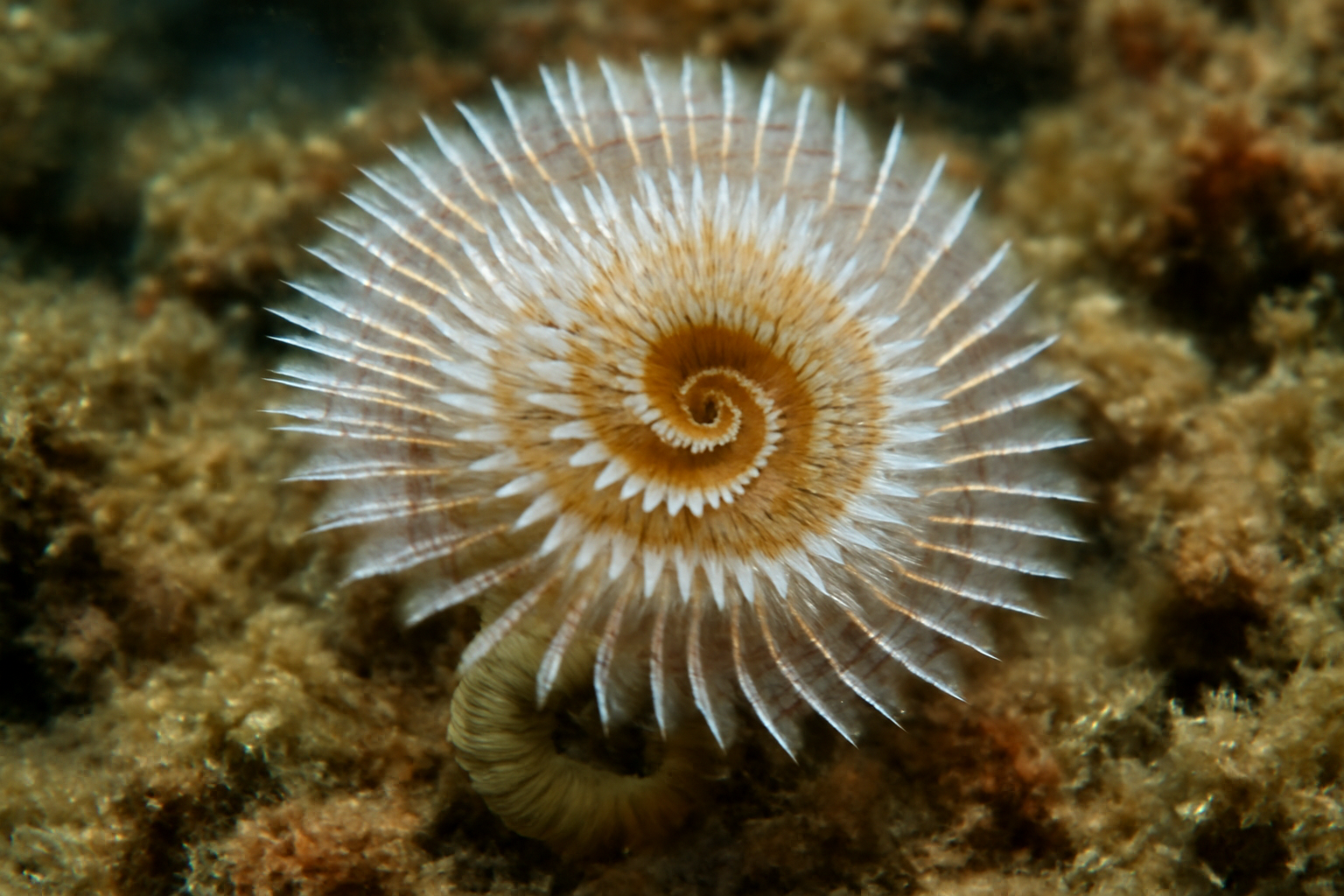 Pacific spiral worm