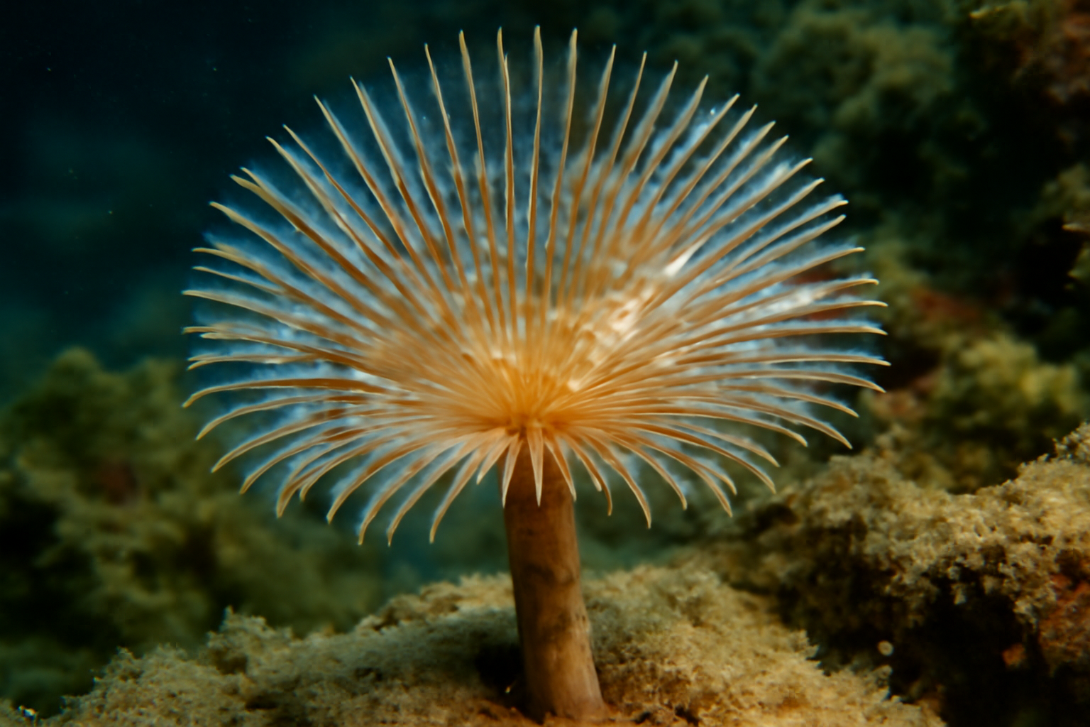 New Zealand Tubeworm