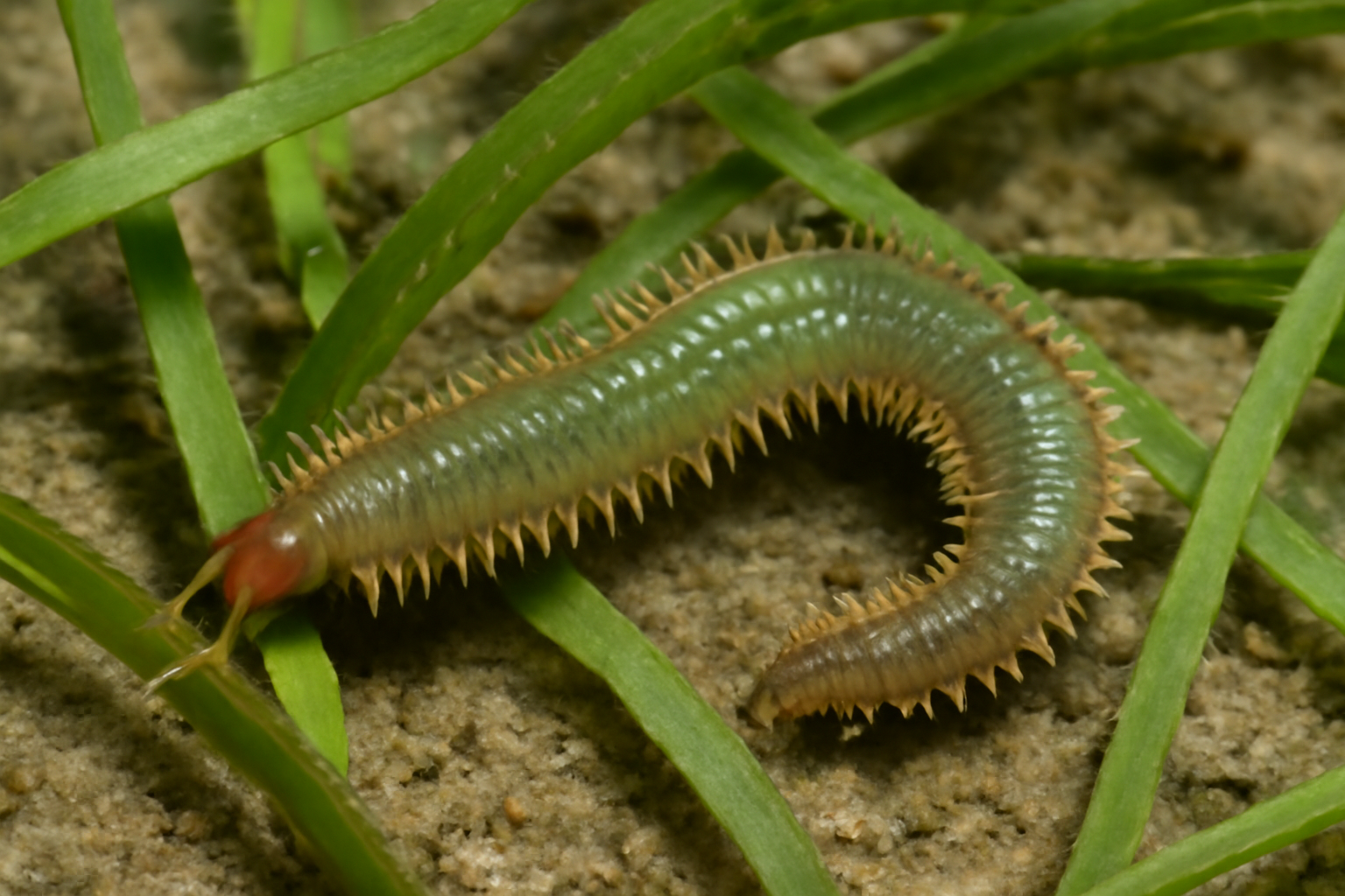 Eelgrass Worm