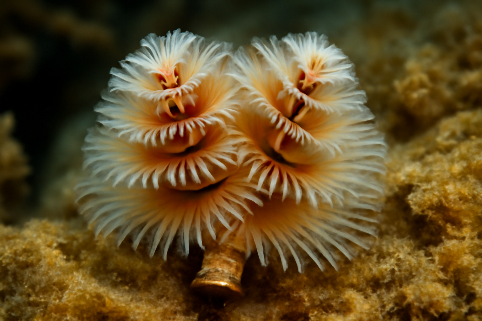 Australian Serpulid