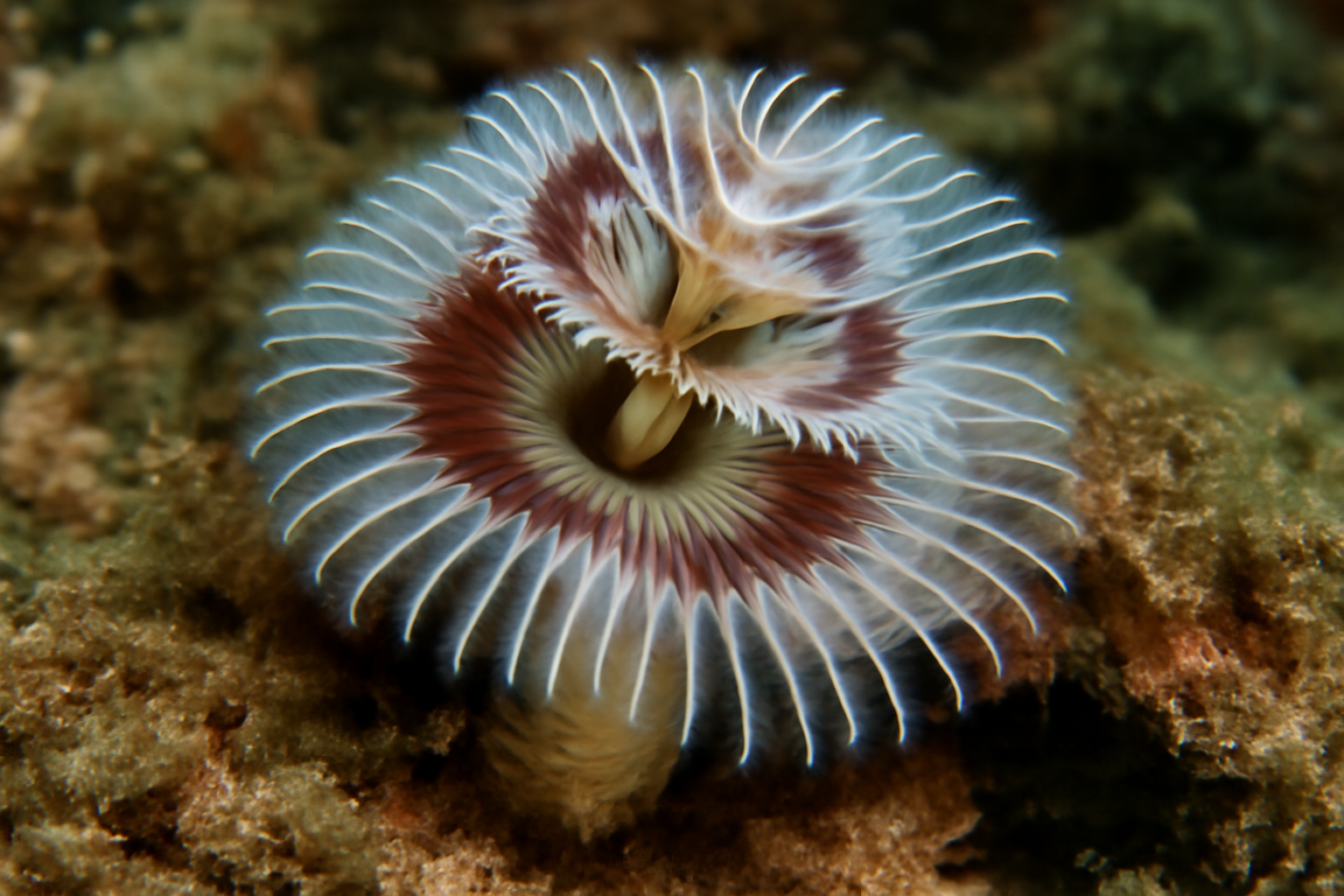 American Serpulid