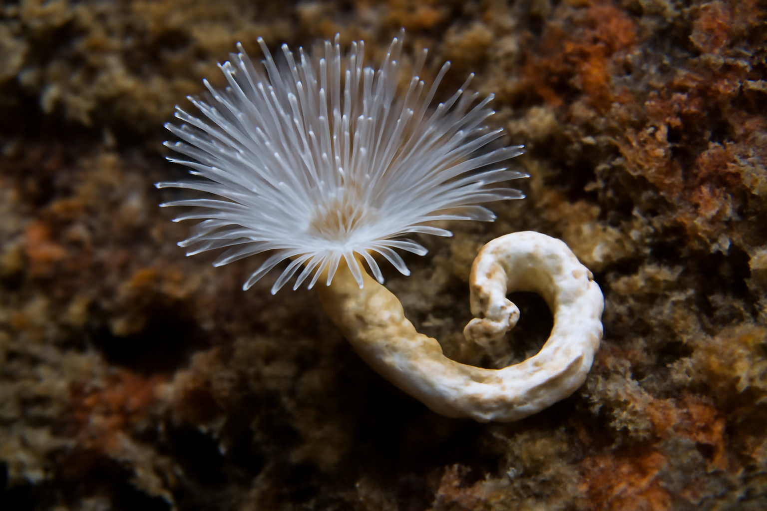 Metavermilia occlusa
