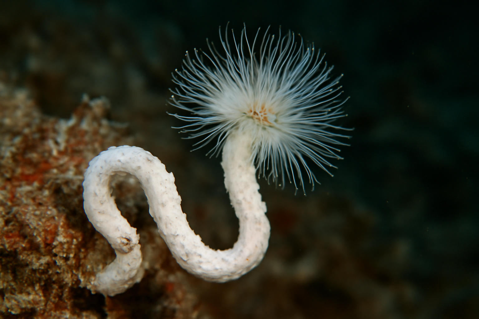 Metavermilia opalinski
