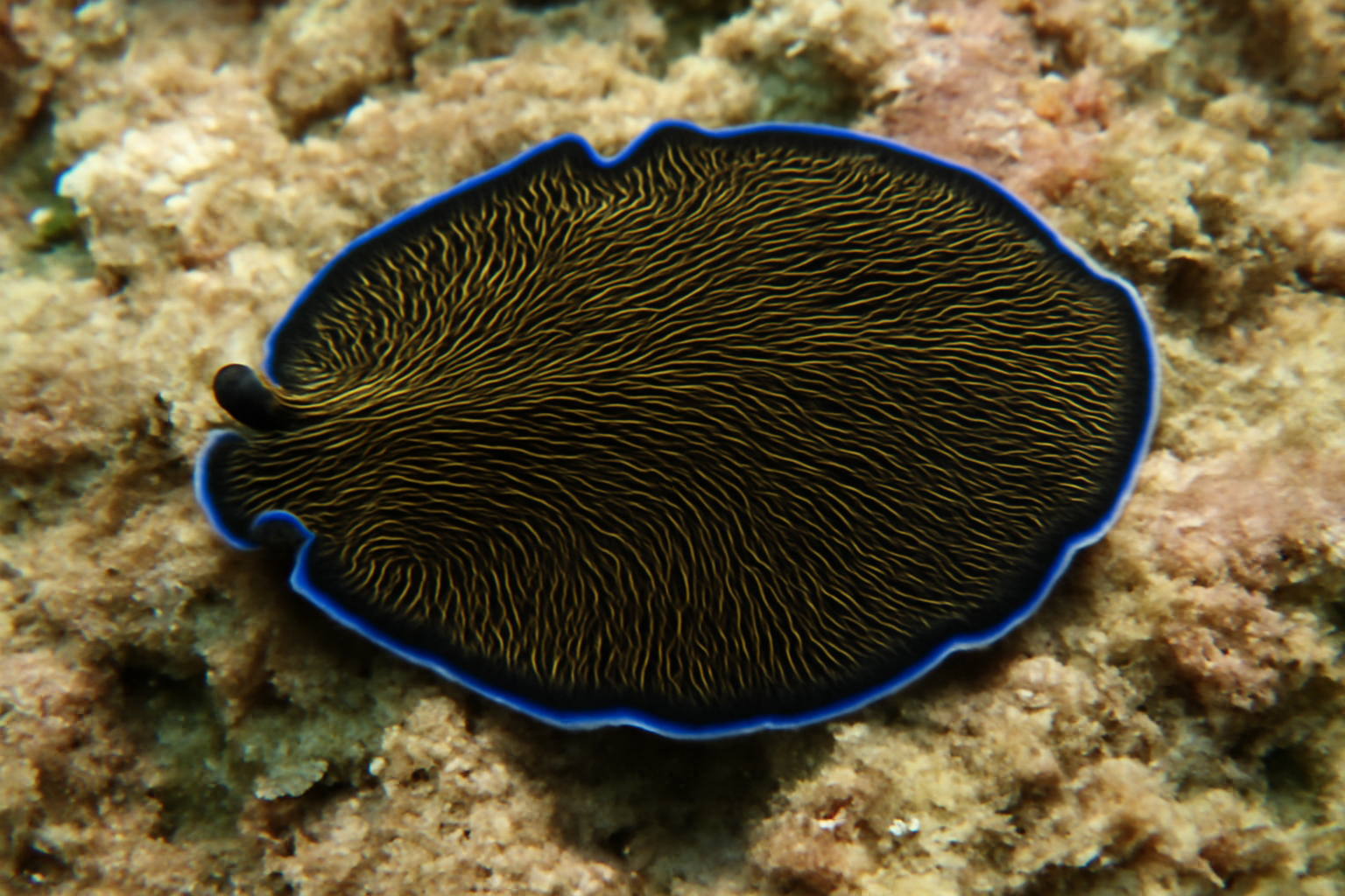 Pacific Flatworm