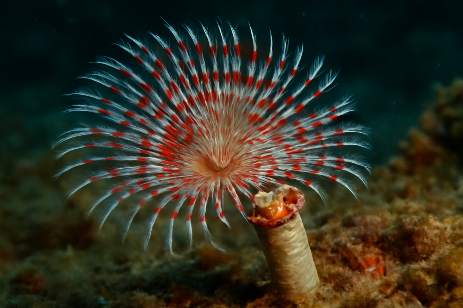 Jeweled Tube Worm