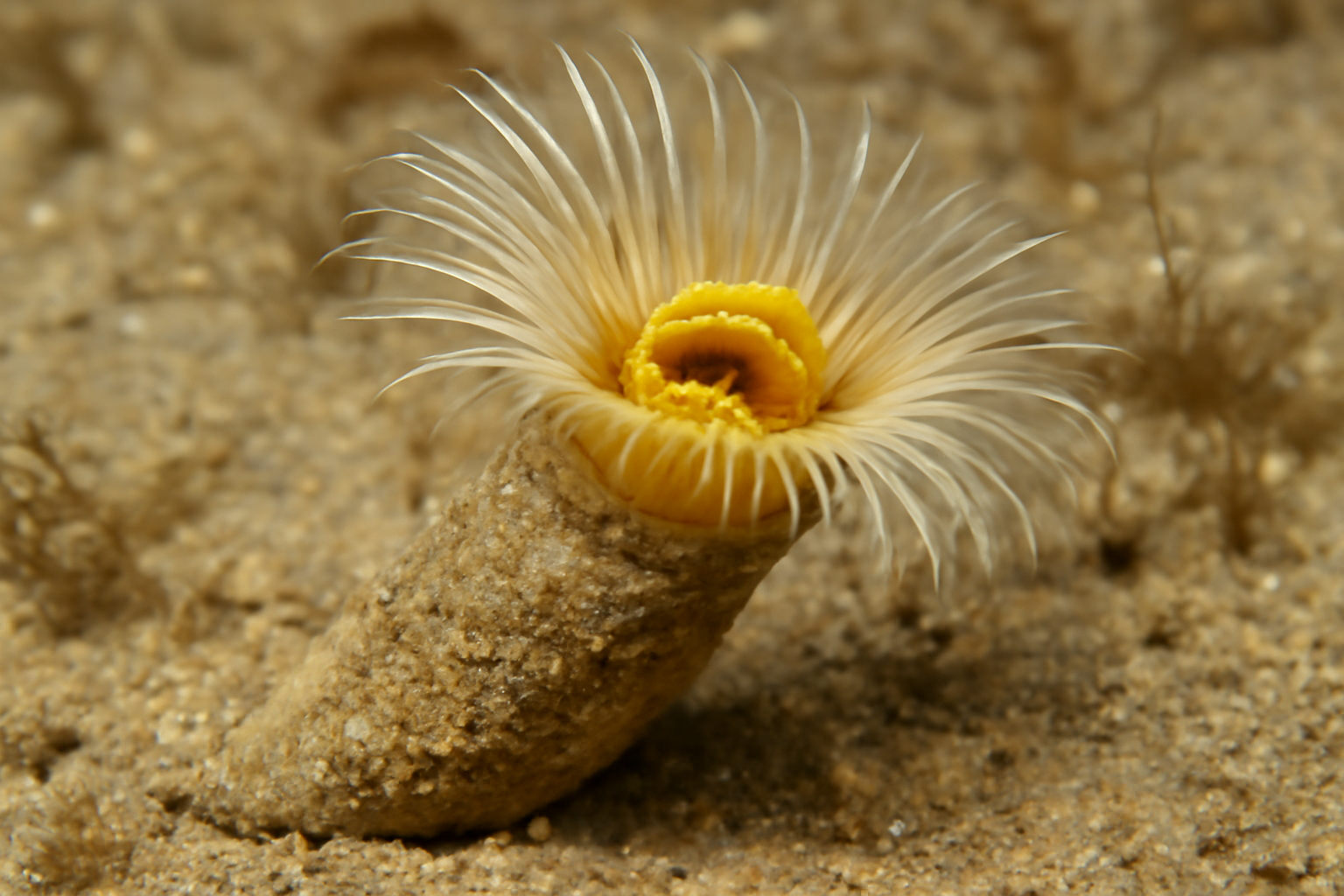 Gold-mouthed Pectinaria