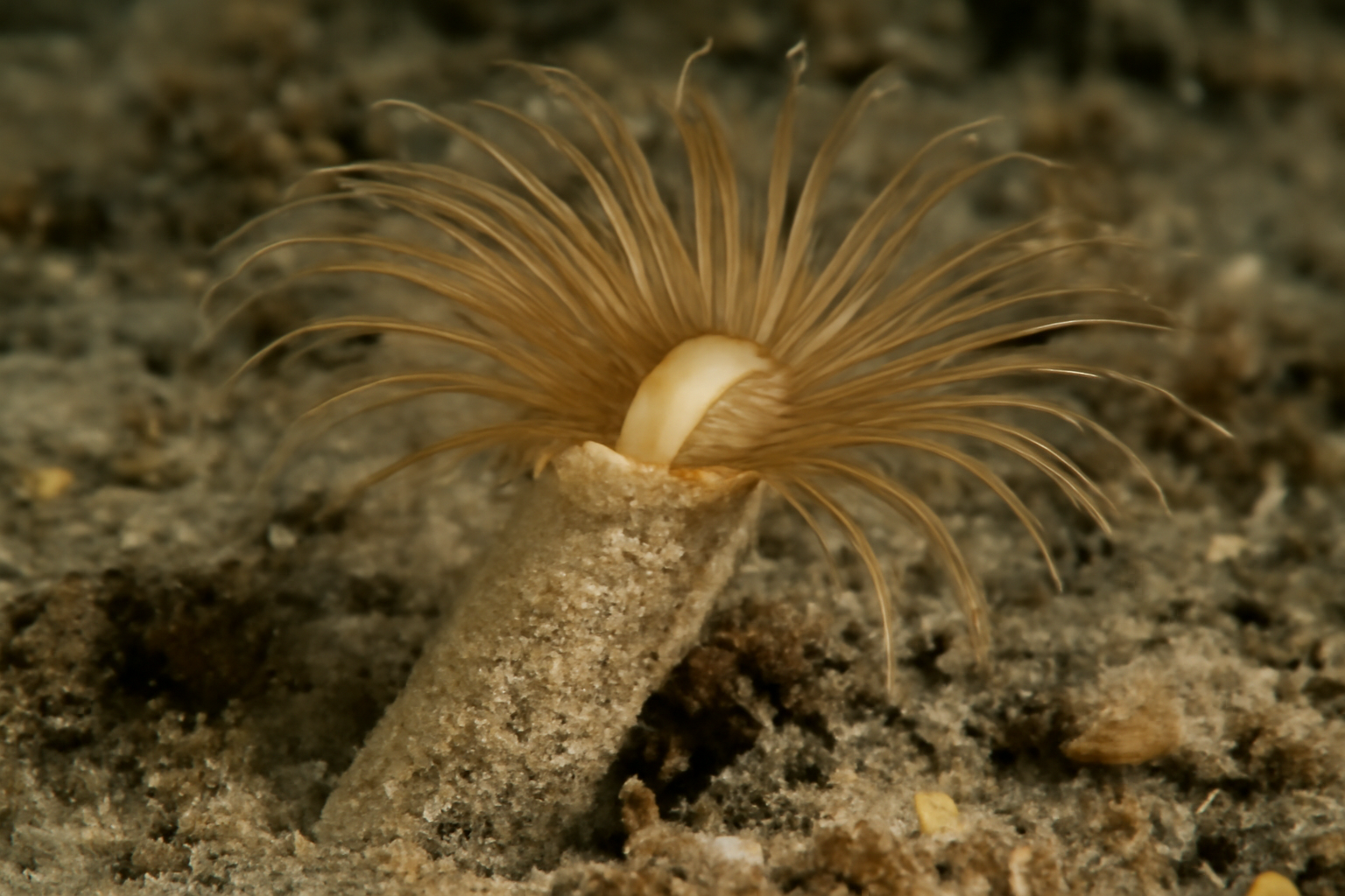 Pectinaria belgica